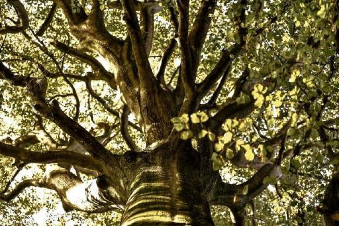 Natuurverenigingen krijgen 1,4 miljoen euro voor opkoop 77 hectaren natuurreservaat