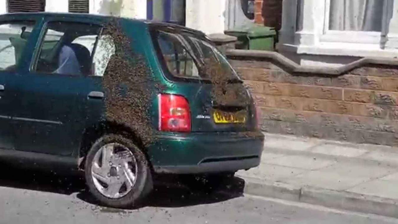Deze bijen gebruiken een Nissan Micra als bijenkorf 