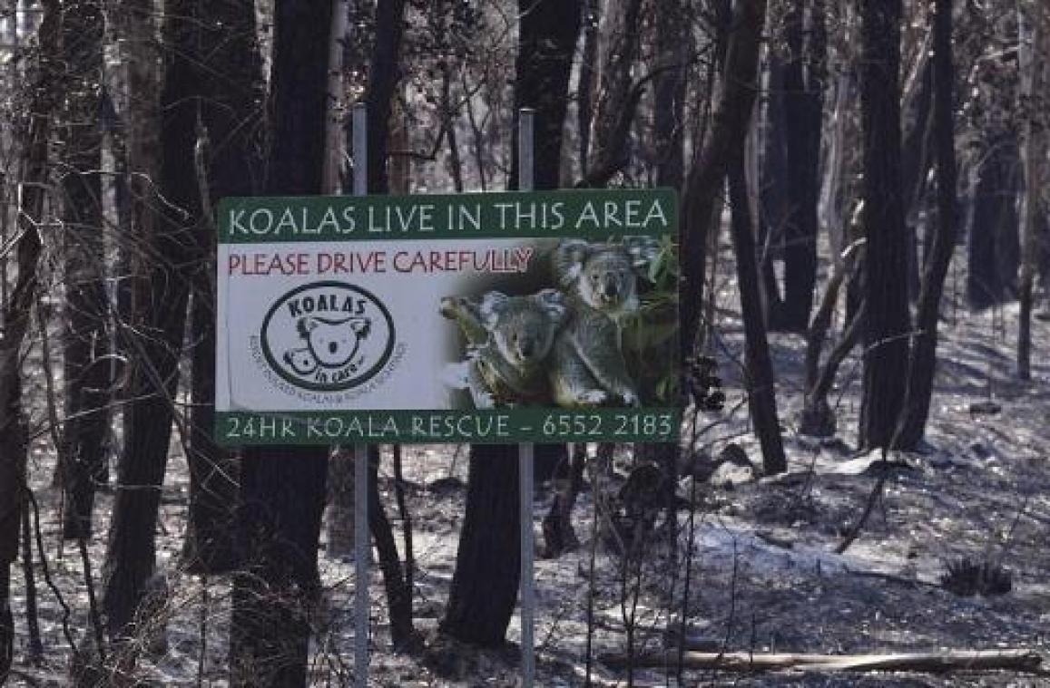 Al meer dan 2.000 koala's omgekomen bij bosbranden