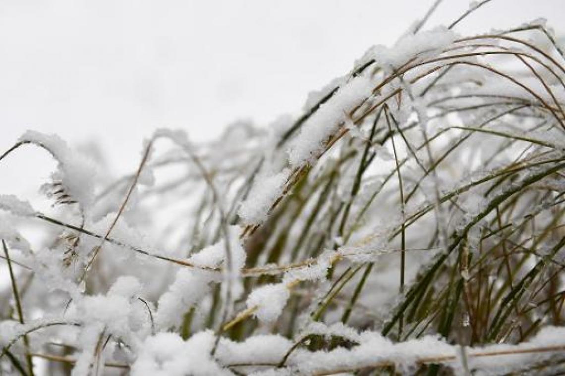 Sneeuw in de toppen van de Ardennen