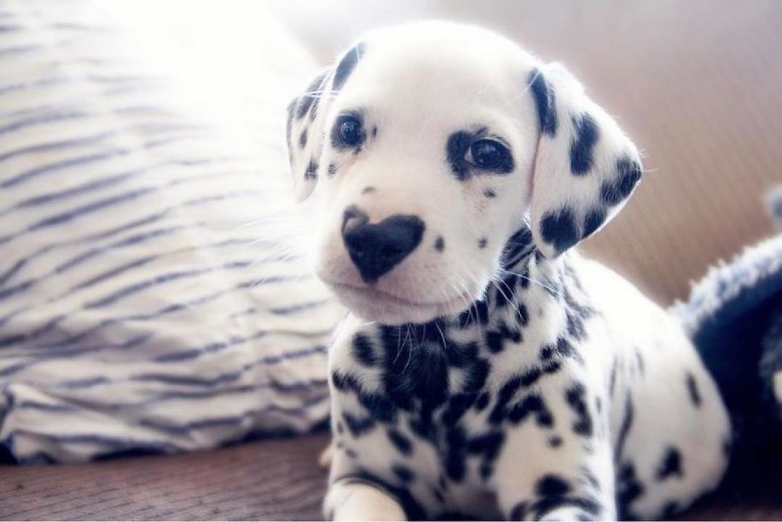 IN BEELD. Deze puppy steelt alle harten met z'n neusje