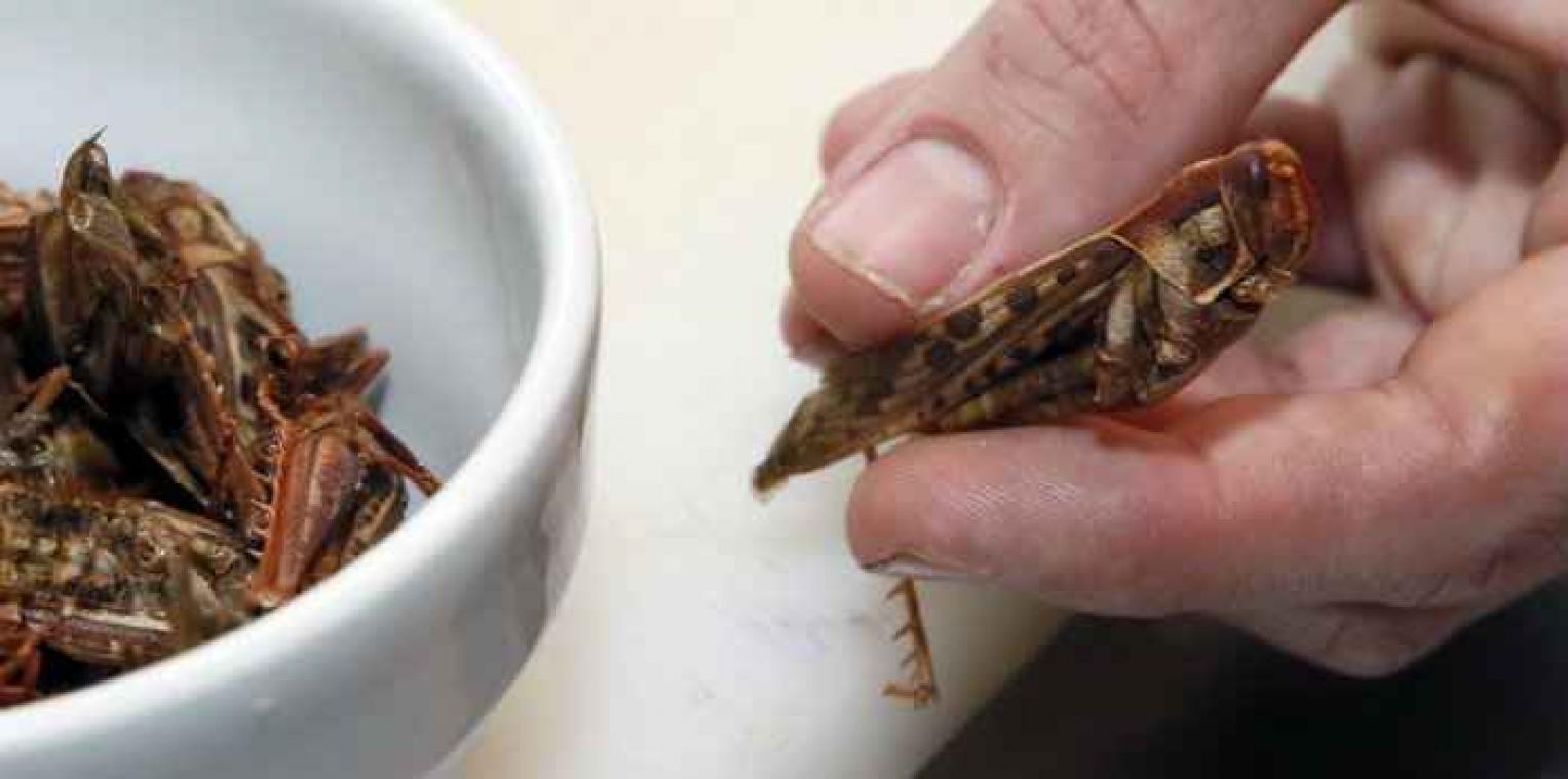 Kom insecten proeven in Brussel-Zuid op 4 juni