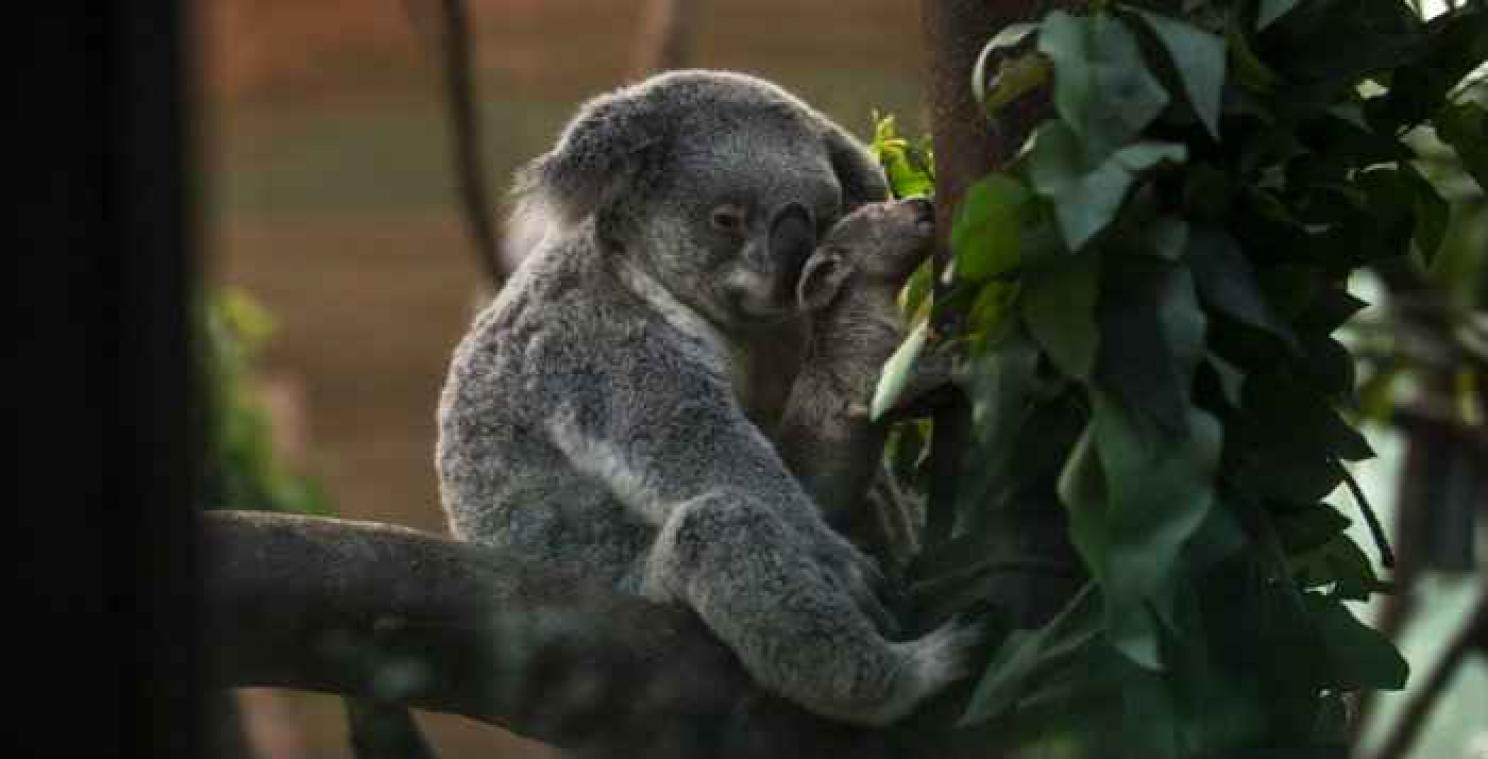 Koalababy in Antwerpse Zoo is mirakel