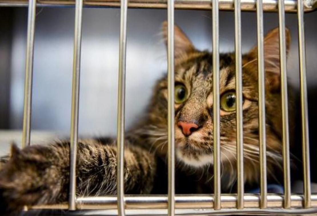 Aantal meldingen van dierenverwaarlozing of mishandeling met 20 procent gestegen