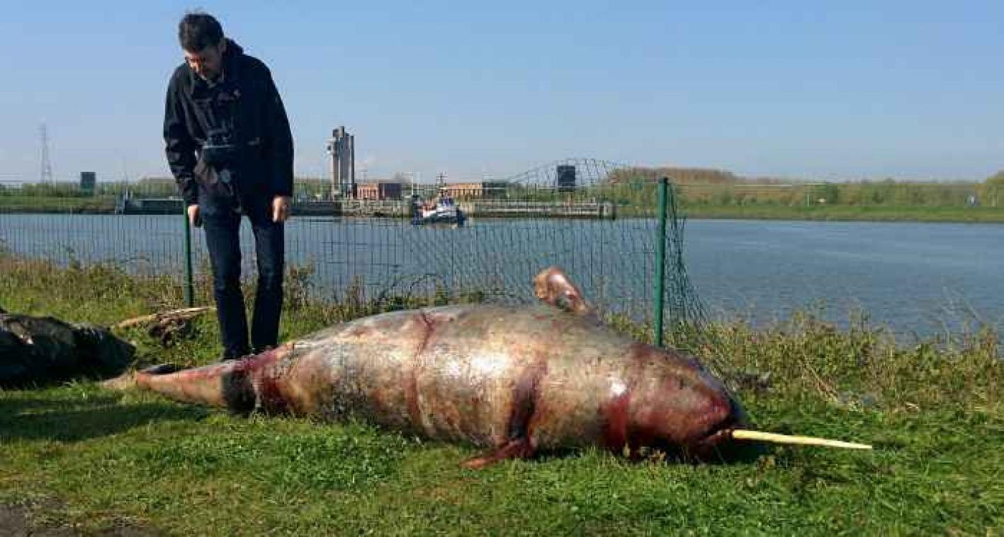 Zeldzame narwal aangespoeld in België