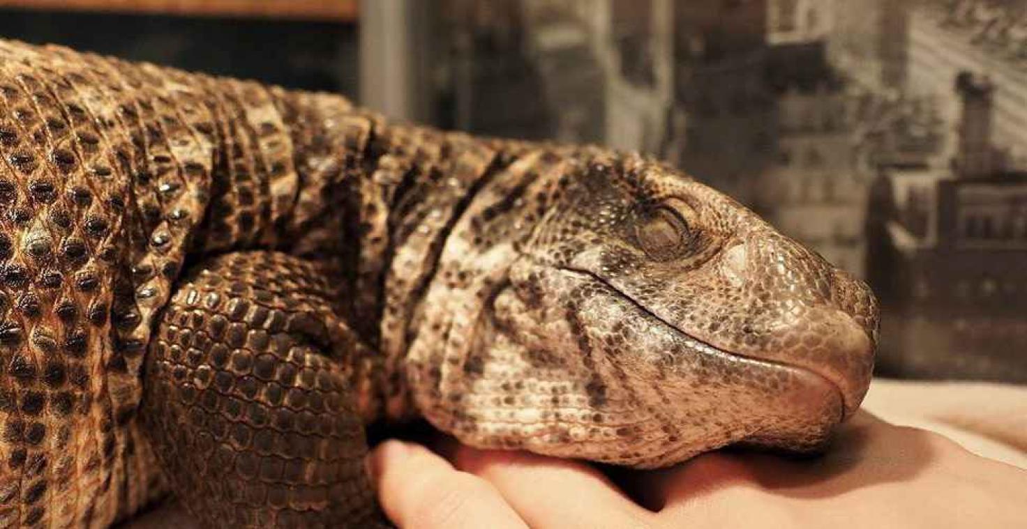Deze varaan bewijst dat reptielen ook schattig kunnen zijn