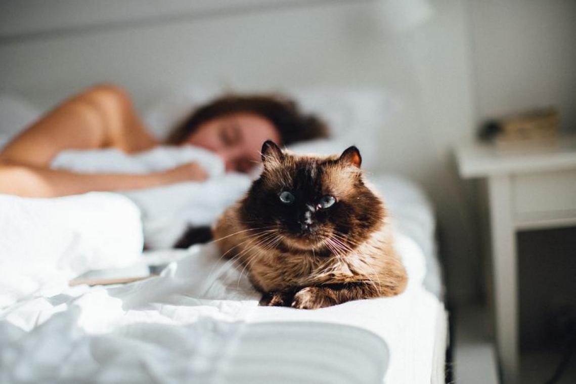 Mag je je huisdier bij jou in bed nemen?