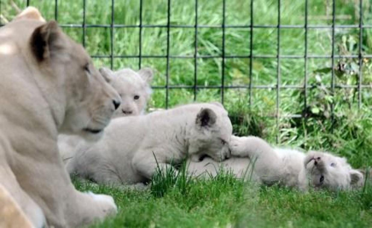 Franse ngo's kopen dierentuin om dieren vrij te laten