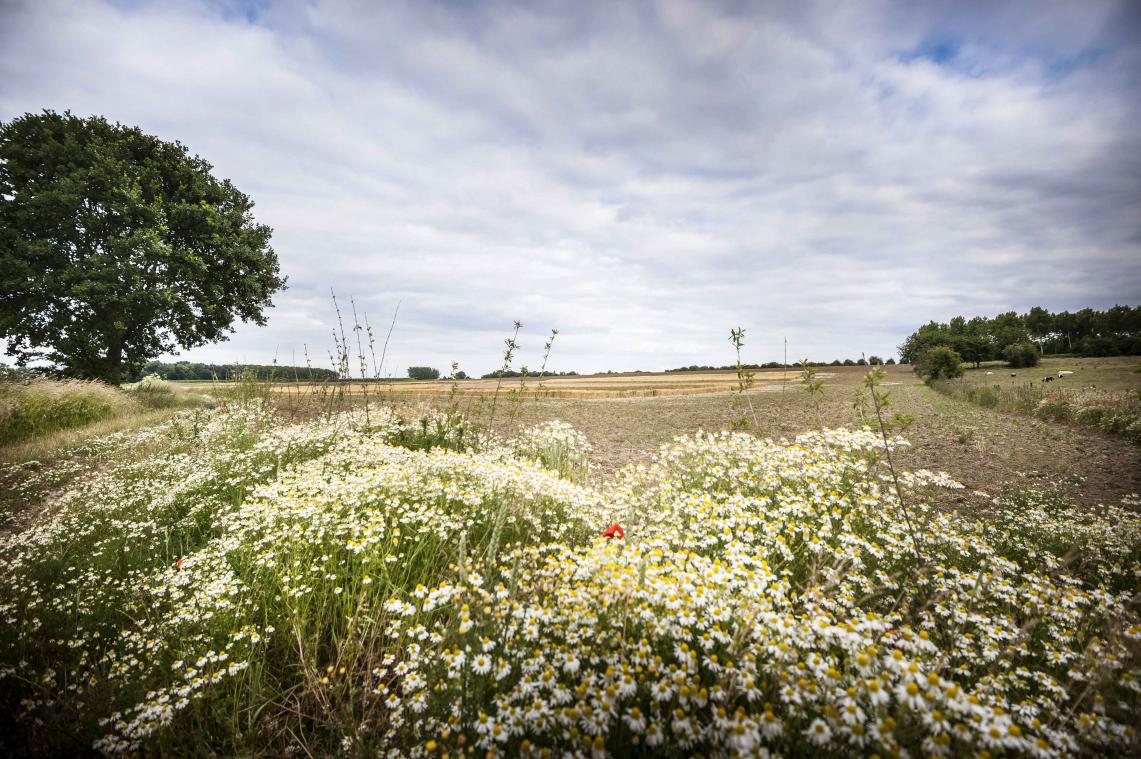 Vlaams wandelparadijs: van Halen tot Hoegaarden