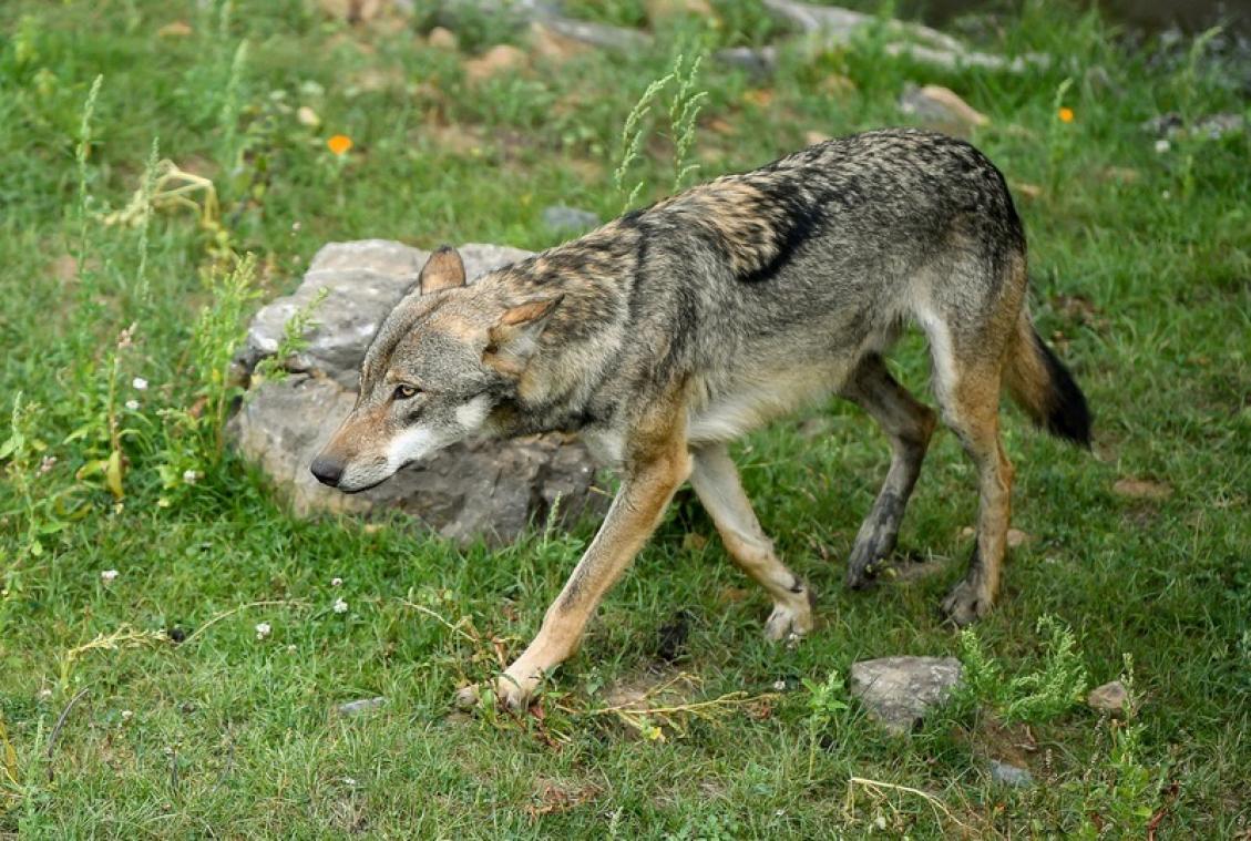 Sporen van tweede wolf in Vlaanderen ontdekt in Oudsbergen