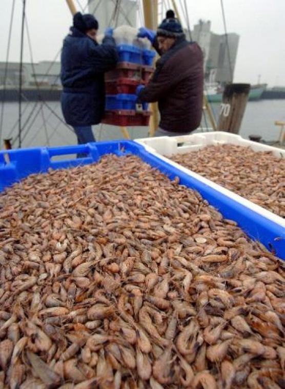 Vangst noordzeegarnalen overtreft recordjaar 2018 niet