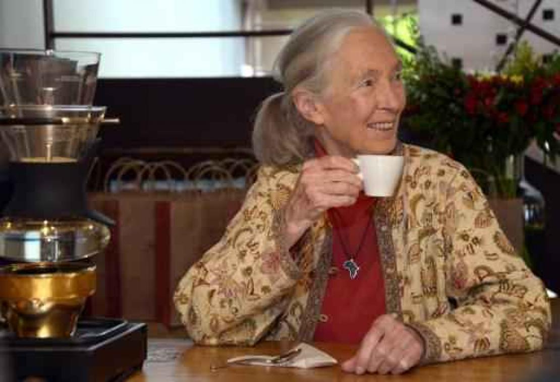 Primatologe Jane Goodall geeft op 11 mei lezing in Antwerpen