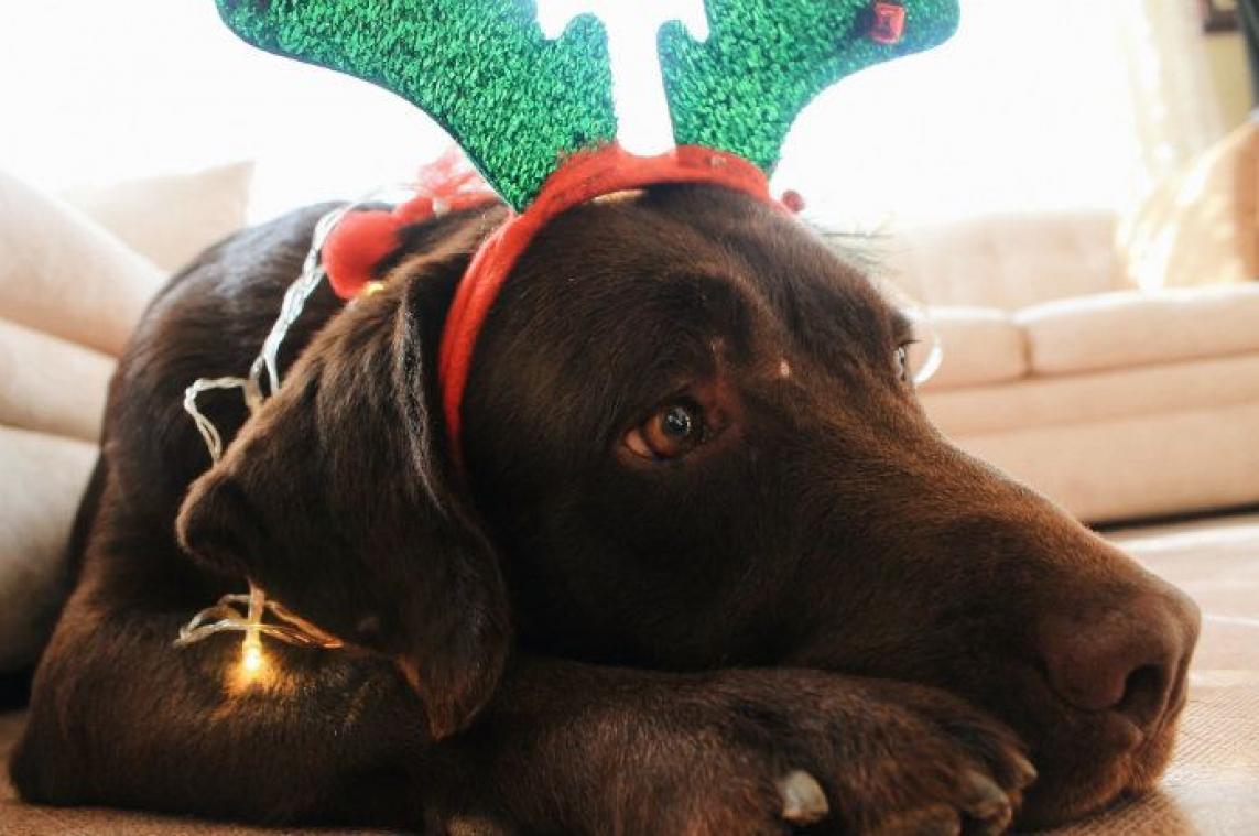 BIZAR. Labrador moet operaties ondergaan nadat hij DIT eet