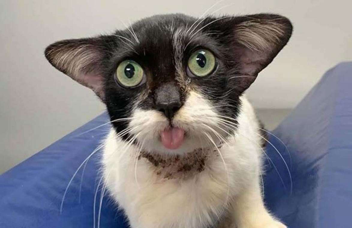 Iedereen wil kat die op 'Harry Potter'-personage lijkt, adopteren