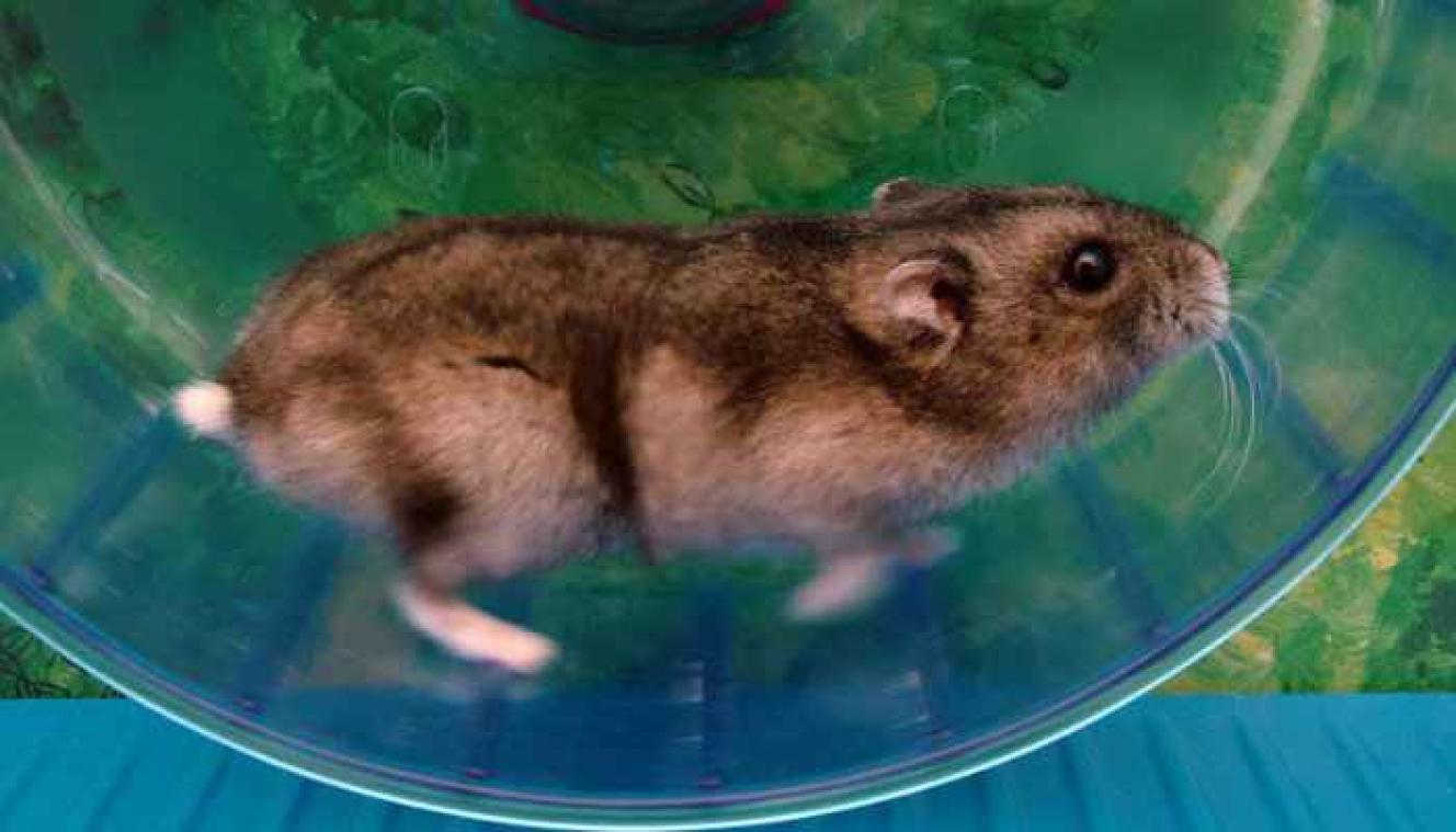 Muizen lopen ook voor hun plezier