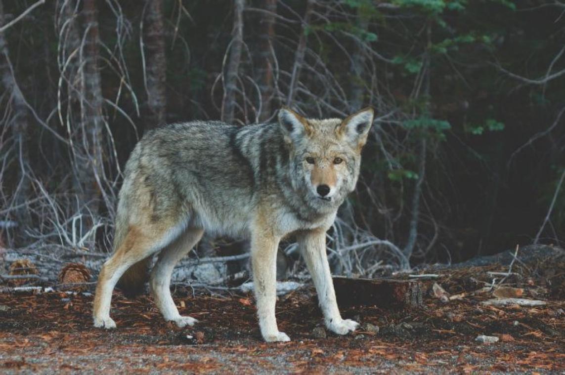 Dit is het eerste beeld van de nieuwe wolf in ons land