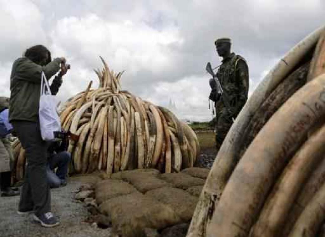 Meer dan 100 ton ivoor wordt in Nairobi verbrand