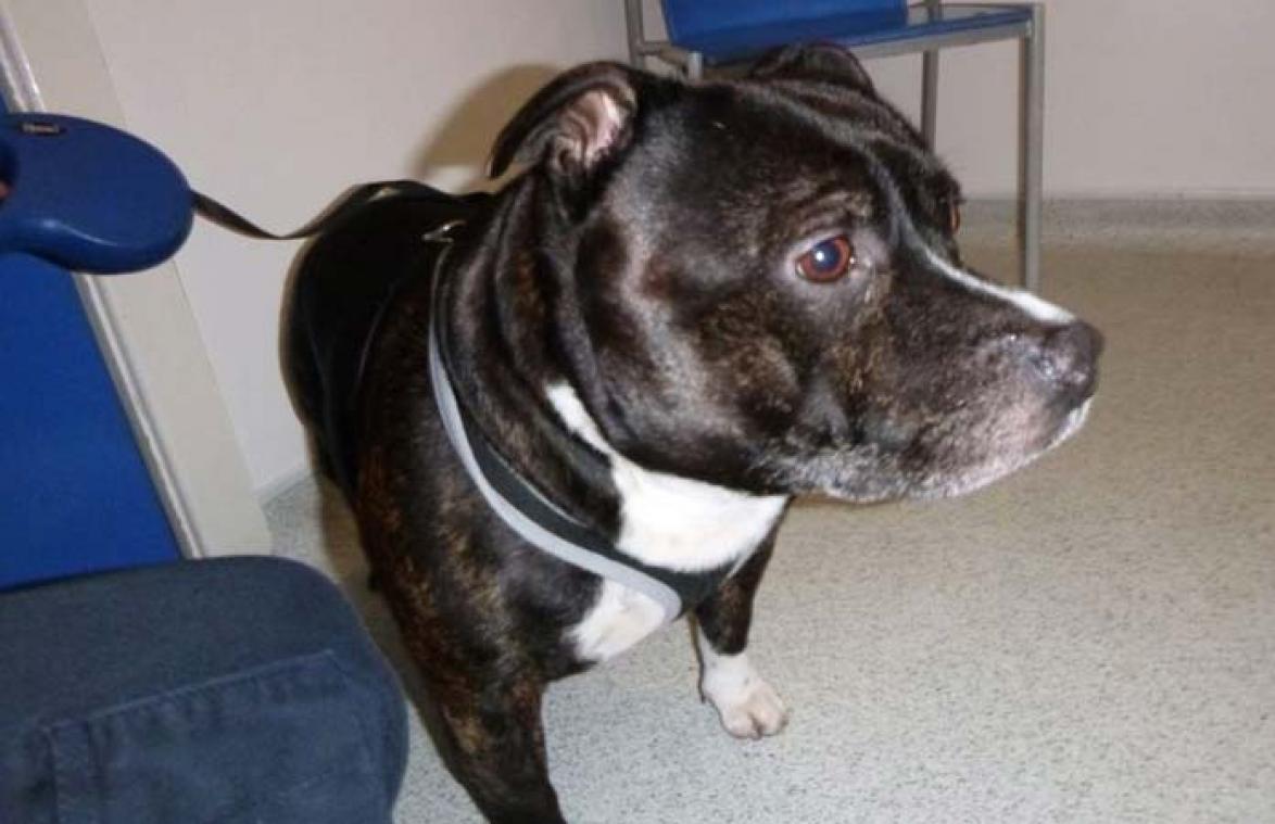 Hond achtergelaten in kerk met hartbrekende boodschap van eigenaar