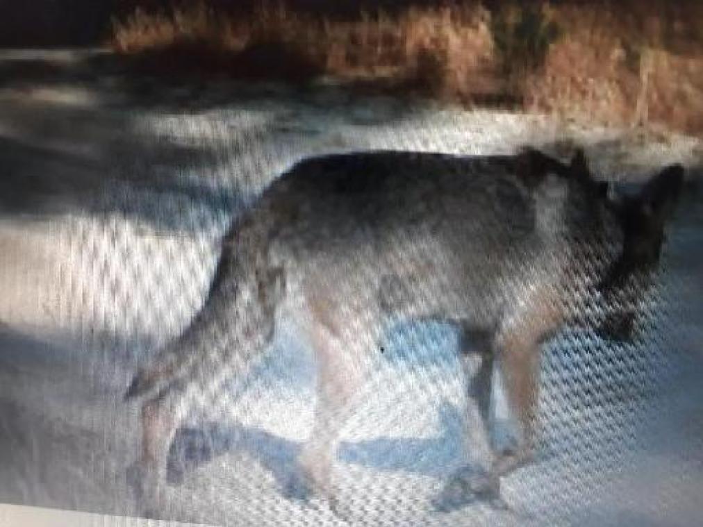 Welkom Wolf over bescherming wolven: "gesprek met minister Demir was hoopgevend"