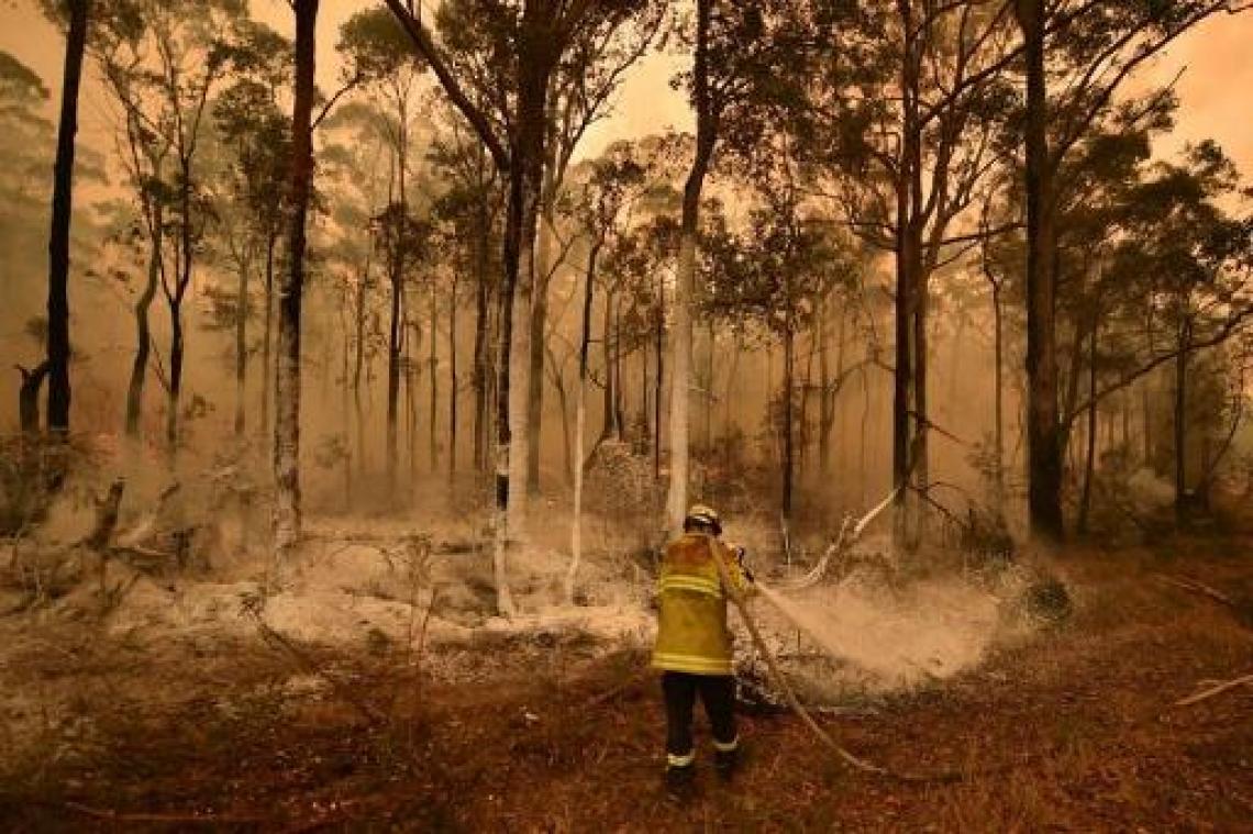 Australische ecoloog schat dat 480 miljoen dieren zijn omgekomen bij branden