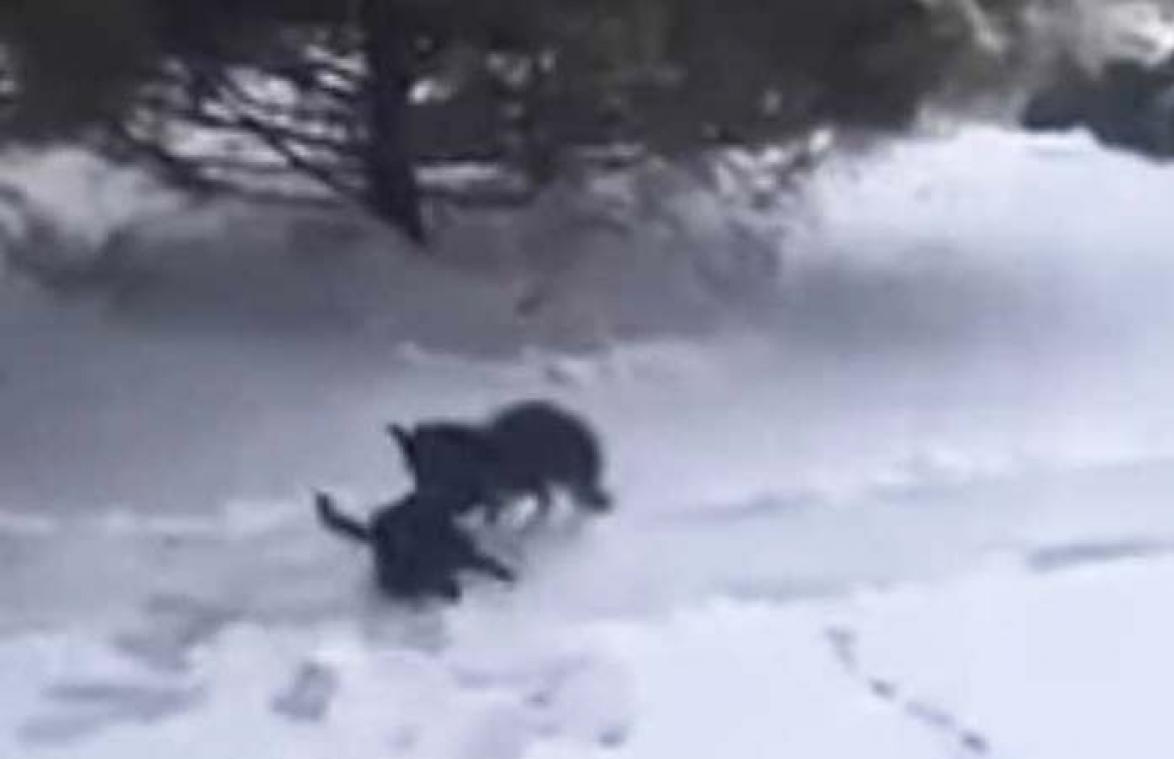 VIDEO. Hond redt bevroren kat door haar naar warme plek te brengen