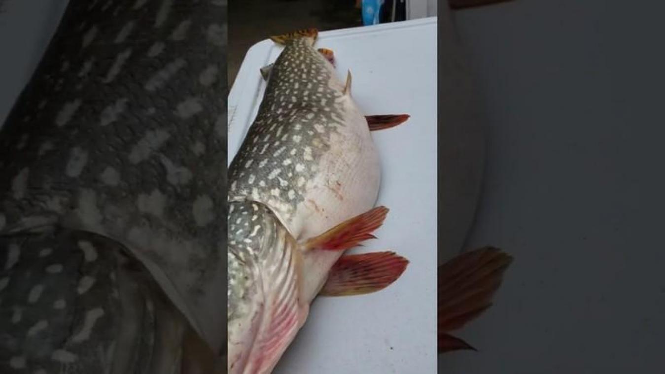 VIDEO. Gevangen snoek heeft nog een bizarre verrassing voor vissers