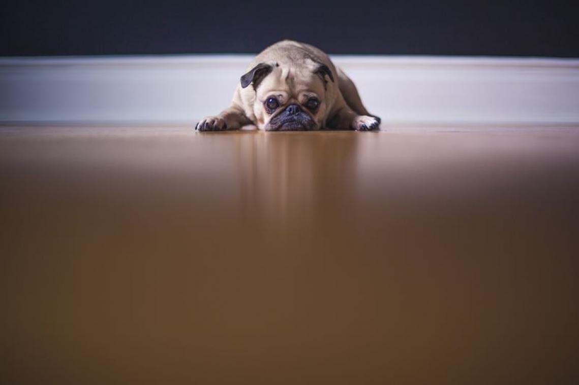 Deze wraakzuchtige hond uit zijn ongenoegen op een bijzondere manier