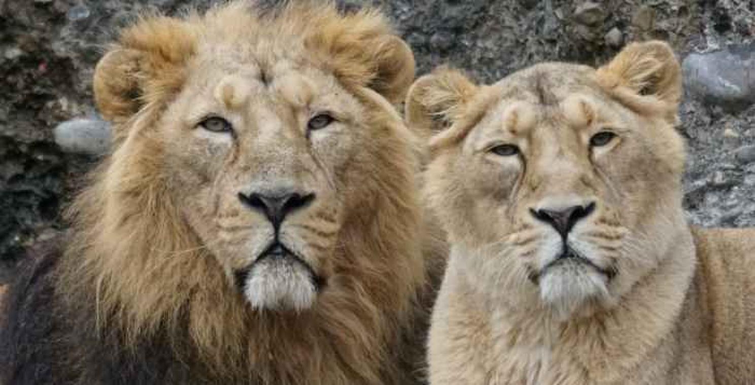 Dierenrechtenorganisatie geeft 33 circusleeuwen een nieuw leven in Zuid-Afrika