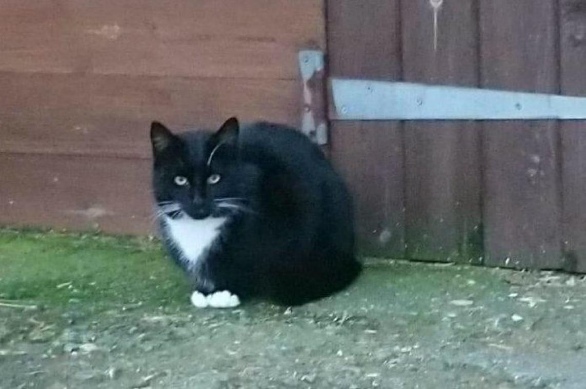 BIZAR. Kat infiltreert in gevangenis en moet vervolgens gered worden