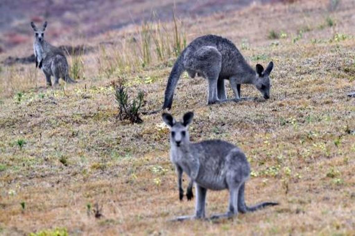 WWF België start geldinzameling na "ecologische ramp" in Australië