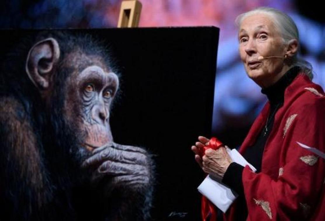 UHasselt reikt eredoctoraat uit aan Jane Goodall