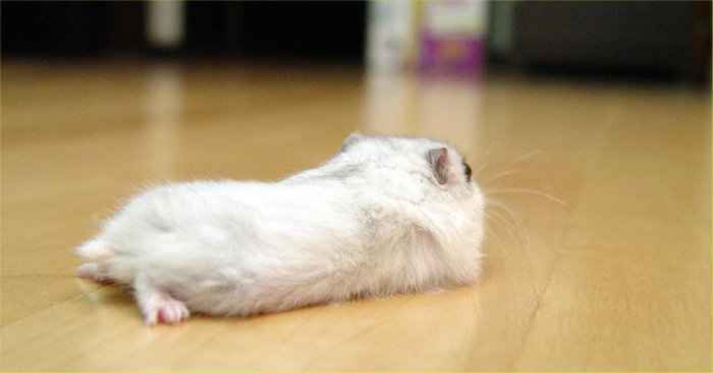 Foto's van achterwerken van hamsters zijn een grote hit in Japan