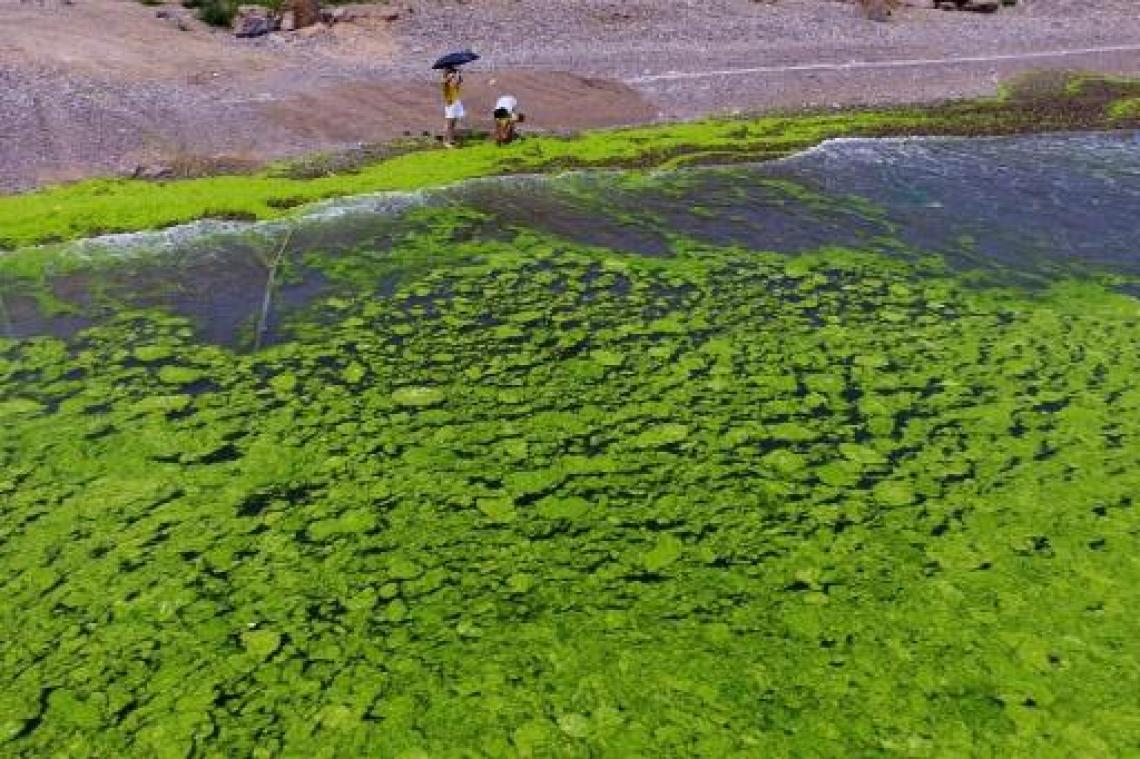 Onderzoeker UG en Plantentuin Meise ontrafelen oorsprong groene zeewieren