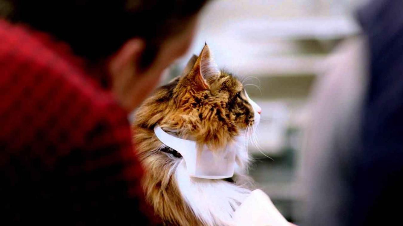 Deze halsband laat je kat praten