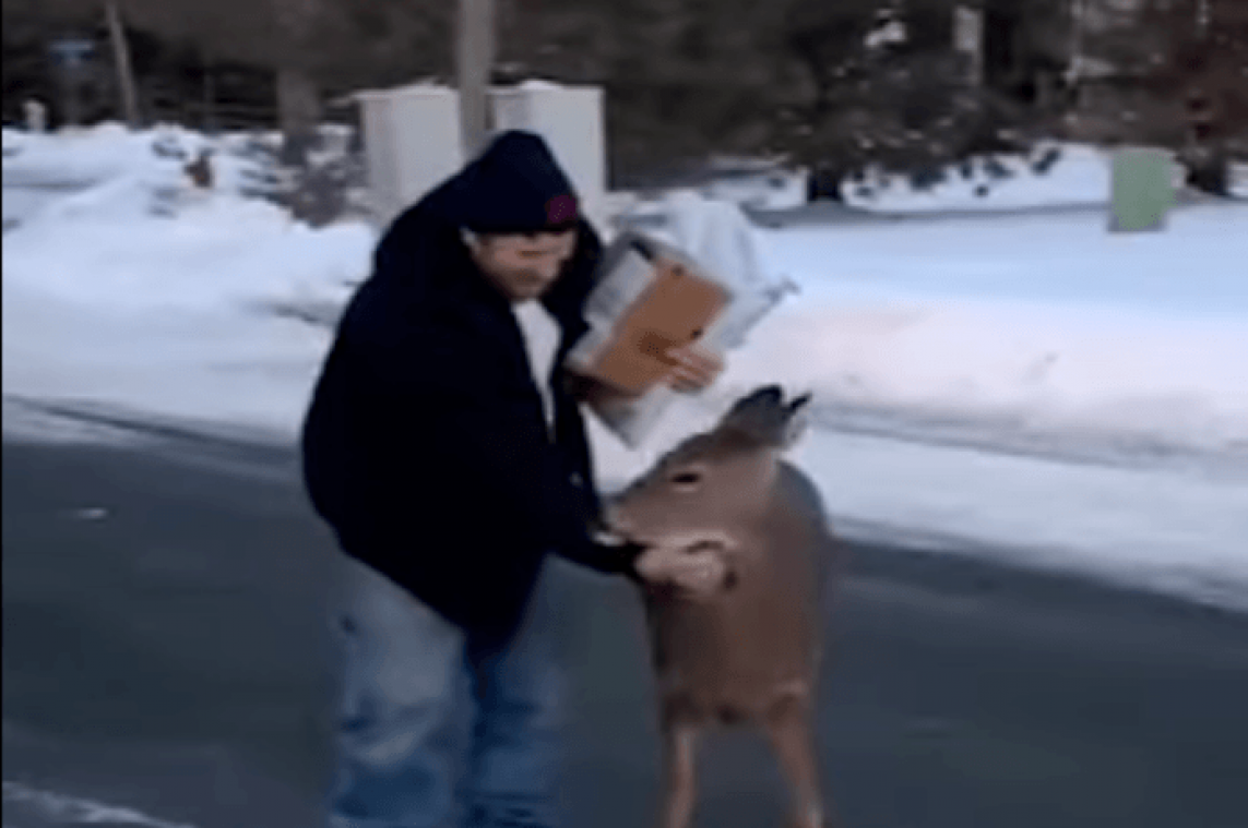 VIDEO. Hinde wijkt niet van zijde voorbijganger en wil geaaid worden als een hond