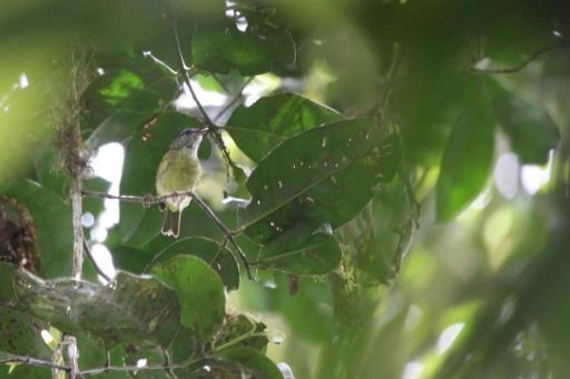 Belg ontdekt mee nieuwe vogelsoorten op Indonesisch eiland