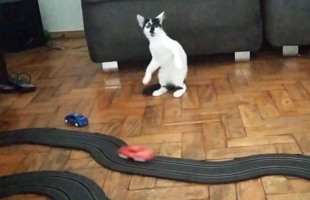 VIDEO. Hilarisch! Kat draait helemaal dol door autootje op speelgoedracebaan