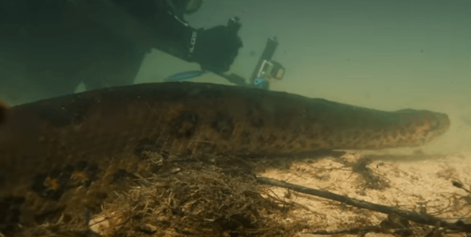 VIDEO. Man zwemt met anaconda's om aan te tonen dat het vriendelijke beesten zijn