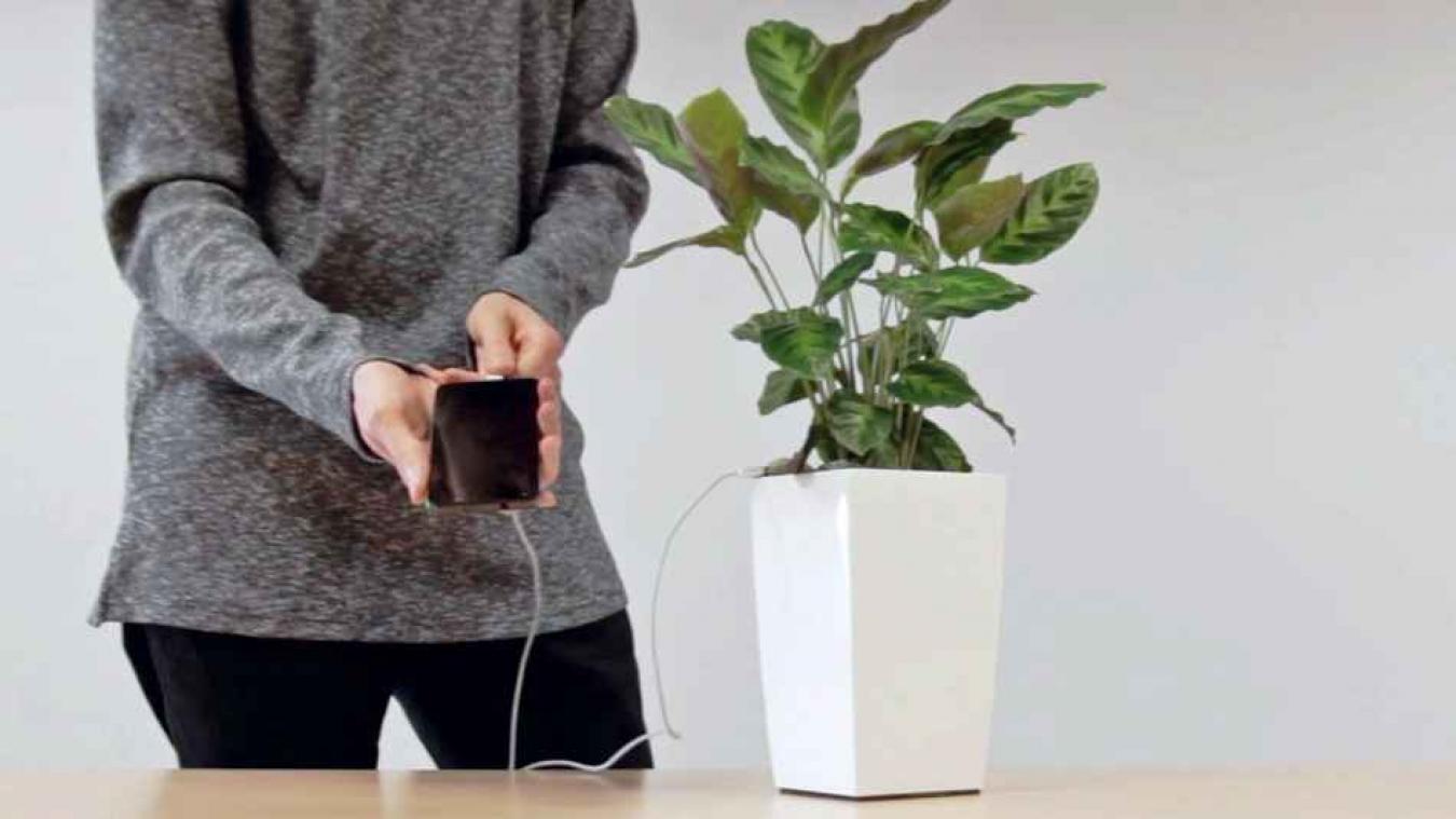 Laad je gsm op met een plant