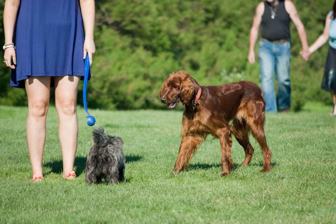 Bark'N'Borrow: de Tinder voor honden en dierenliefhebbers