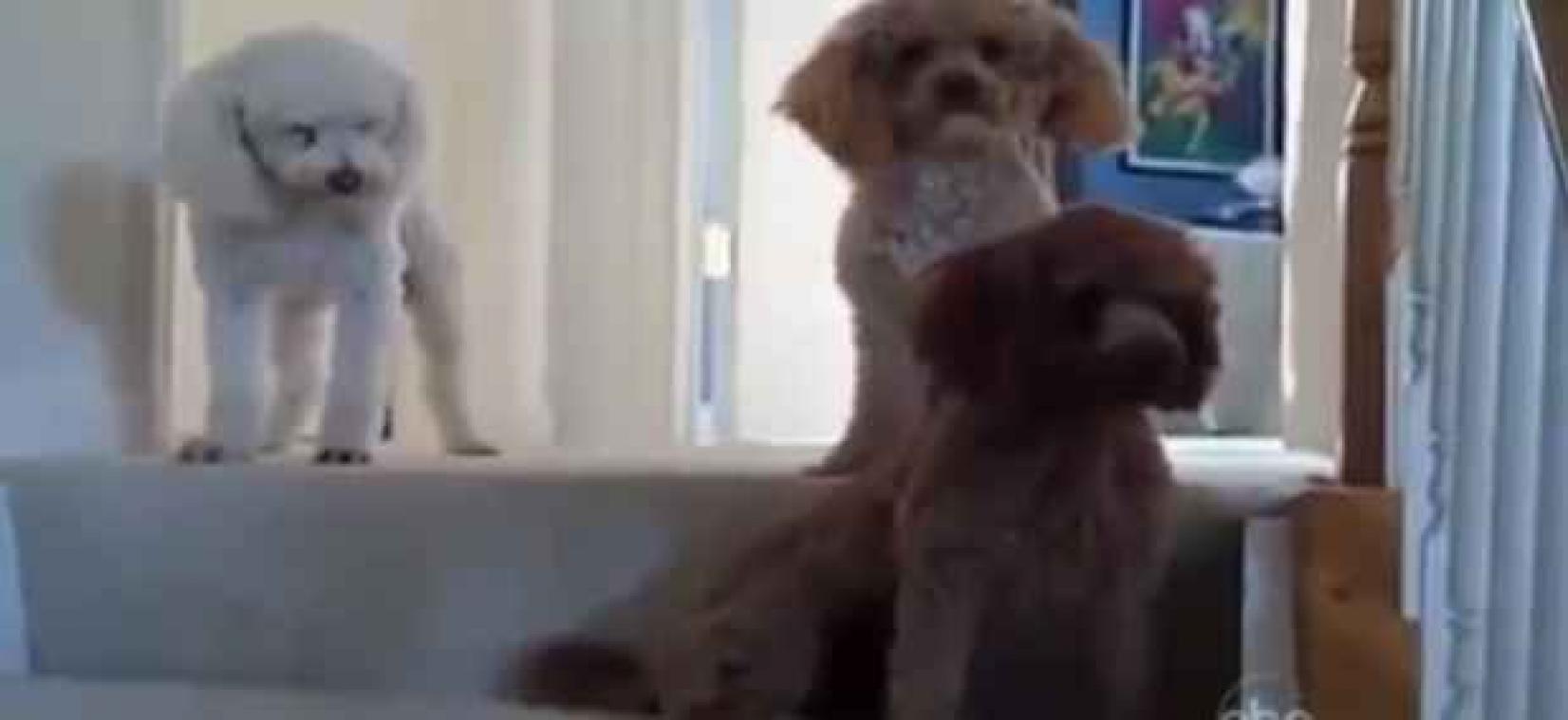 Rarara, welke hond is schuldig?