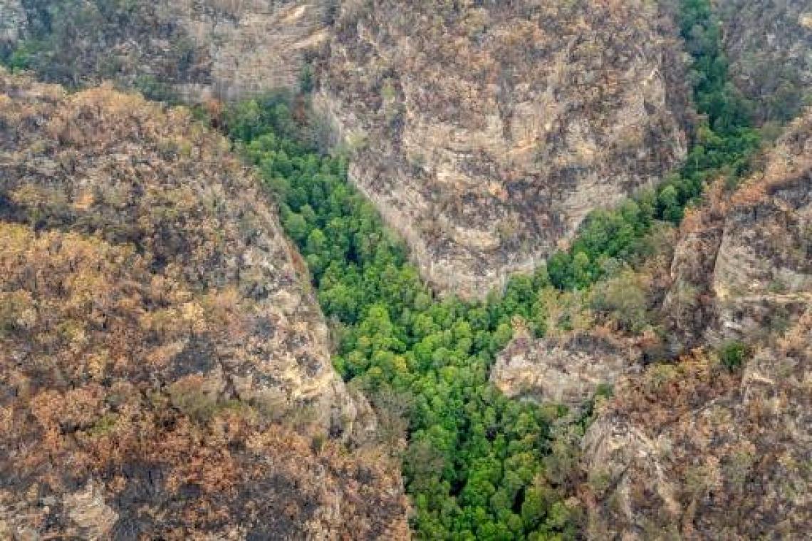Prehistorische bomen in het geheim gered