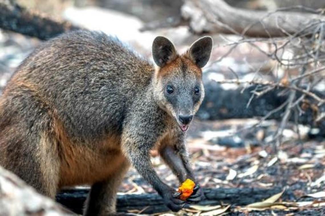 Bosbranden Australië - Onweersbuien blussen branden in het oosten van Australië