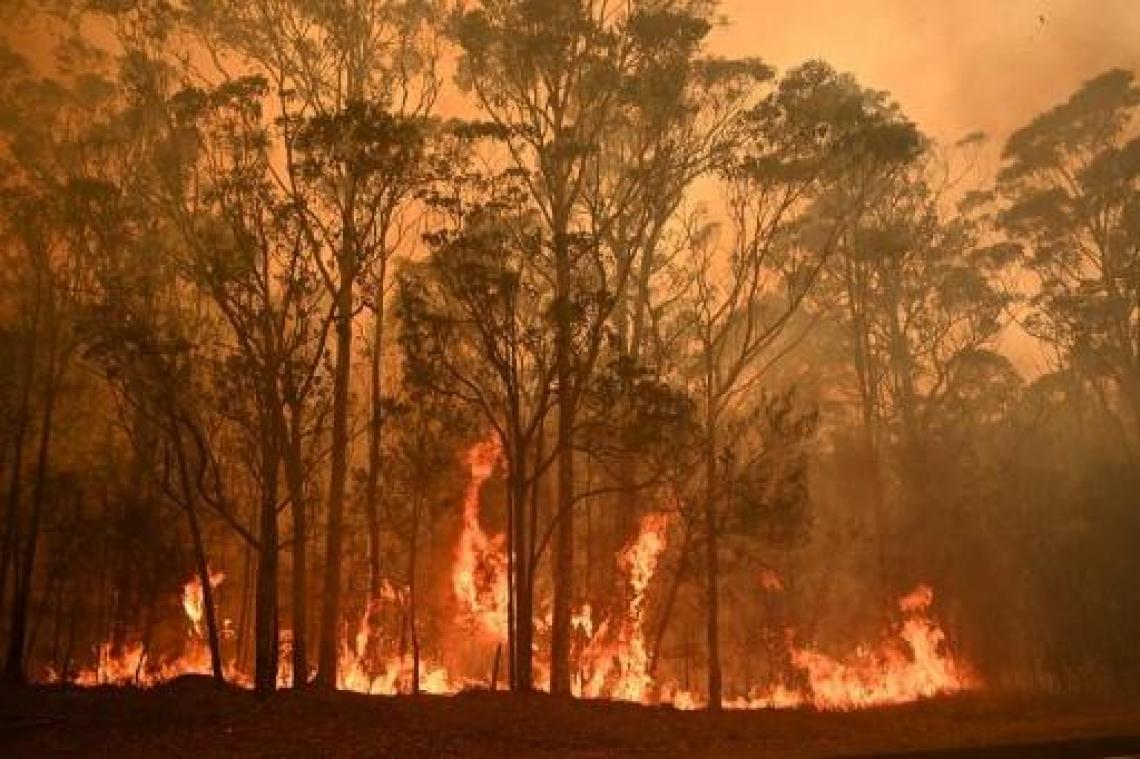 Meer dan 100 bedreigde diersoorten nog meer in het nauw gedreven door Australische bosbranden