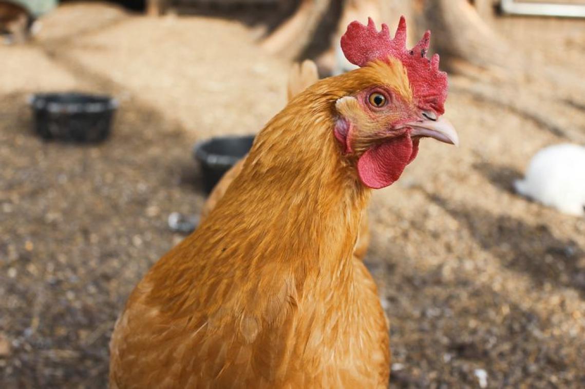 BIZAR. Indiër sterft door eigen toedoen bij hanengevecht