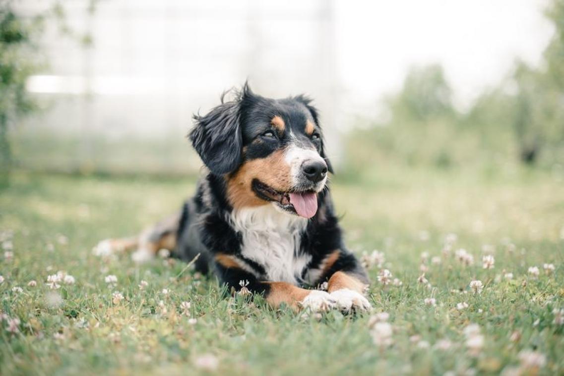 Hond redt leven baasje door vreselijk iets te ontdekken