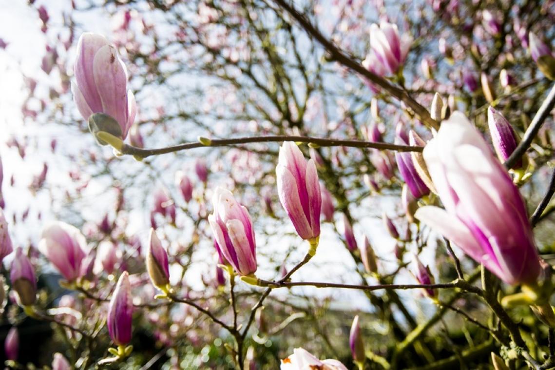 "Vlaanderen wordt te warm voor inheemse plantensoorten"