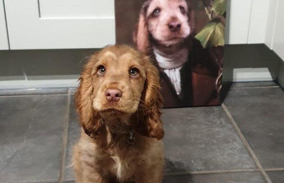 Hond met 'mooiste ogen ter wereld' verbaast internet: "Lijkt op een Disneyprinses"