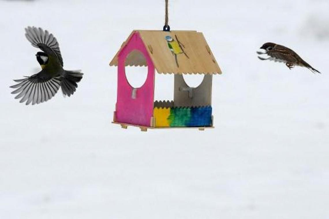 Vogels tellen in tuin of op balkon