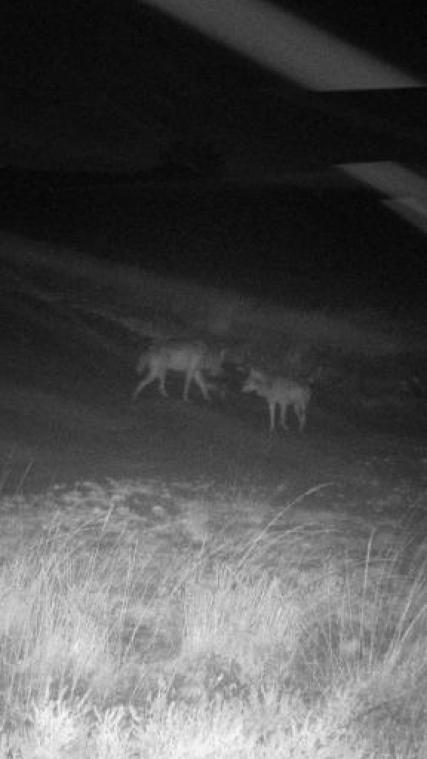 "Derde wolf in Nationaal Park Hoge Kempen"